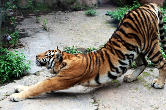 爸爸：五一我們就去碧峰峽動物園吧